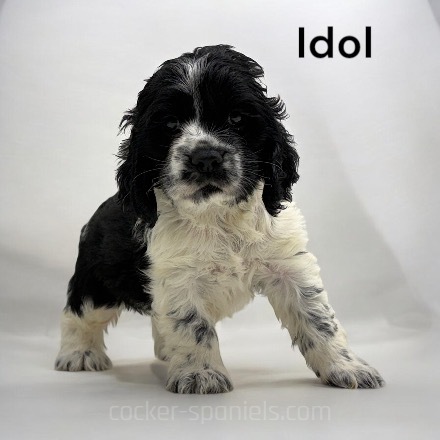 puppy, for, sale, Cocker Spaniel, Joe & Cherri  Overlease, dog, breeder, Miller, MO, dog-breeder, puppy-for-sale, forsale, nearby, find, puppyfind, locator, puppylocator, aca